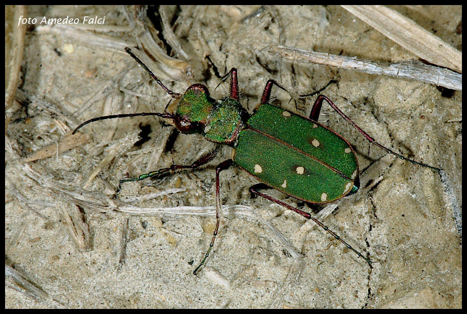 Dati su Cicindela campestris siculorum (Schilder, 1953).